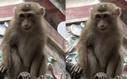 Hà Nội: Xuất hiện con khỉ vàng phá phách, ăn trộm hoa quả trên bàn thờ nhà dân