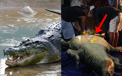 Cá sấu khổng lồ qua đời sau gần 2 năm bị nhốt trong vườn thú, nguồn cơn đến từ thứ nằm trong bụng con vật