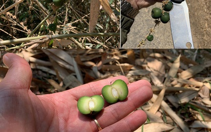 Thực hư về lời đồn thứ quả trăm năm kết trái một lần, là điềm báo của hạn hán, đói kém