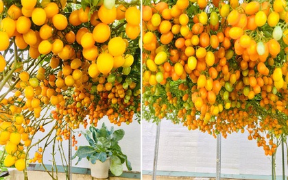Giàn cà chua cả nghìn quả chín đồng loạt trên sân thượng giữa TP.HCM gây choáng
