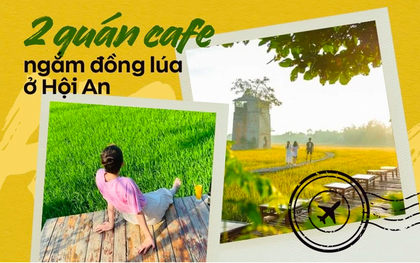 Đi cafe "chill" như ở Hội An: Bàn ghế đặt giữa đồng lúa, tha hồ chụp ảnh check-in trong khung hình đẹp như phim