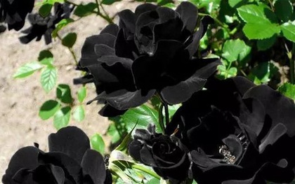 Dân mạng xôn xao về loài hoa hồng đen vừa bí ẩn vừa khó tìm, chỉ mọc ở 1 nơi duy nhất trên thế giới, sự thật có như người ta nghĩ?