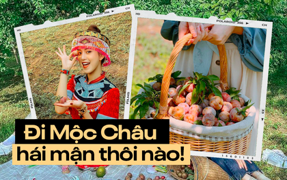 Tranh thủ đang vào mùa, rủ nhau lên cao nguyên Mộc Châu hái mận chín đỏ au