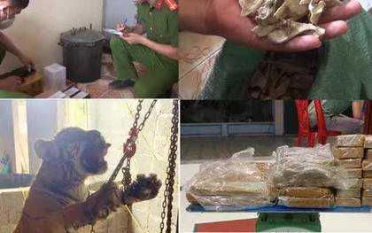 Bắt quả tang cặp vợ chồng chuẩn bị xẻ thịt con hổ nặng 145 kg