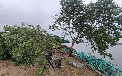 Hà Nội: Công an xác minh, truy tìm kẻ xấu chặt hạ "cây cô đơn" nổi tiếng tại hồ Tây