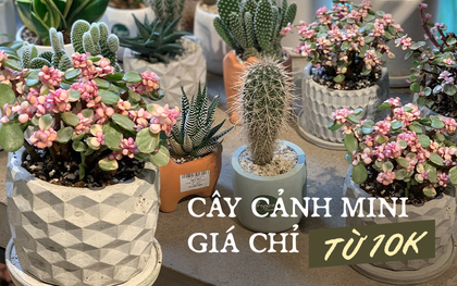 Thăm thú 3 tiệm bán cây cảnh giữa lòng Hà Nội: siêu nhiều cây xinh mà giá cực ''mềm'', chỉ từ 10k bạn tha hồ sắm