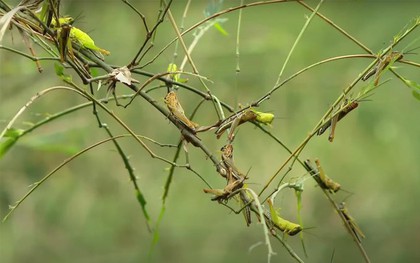 "Cơn bão'' châu chấu tàn phá hàng trăm ha cây tre ở Nghệ An