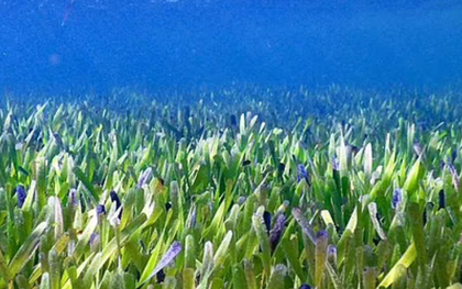 Cận cảnh thực vật lớn nhất Trái Đất rộng 200 km2