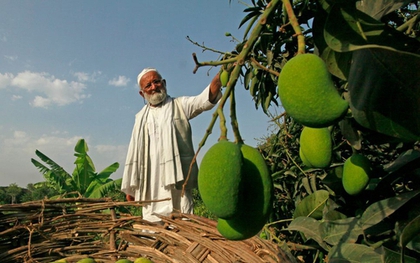 Cây xoài "thần kì" cho 300 giống quả khác nhau từ màu sắc đến hình dáng của cụ ông 80 tuổi ở Ấn Độ