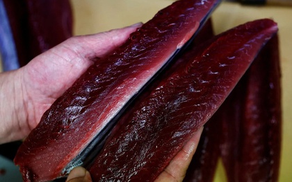 Bí mật về phương pháp câu truyền thống giúp người Nhật giữ tuyệt đối vị ngon của cá ngừ