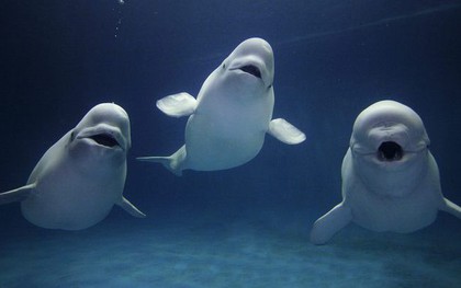 Cực kỳ thông minh và đáng yêu, cá voi Beluga còn có một năng lực đặc biệt khiến con người phải rùng mình