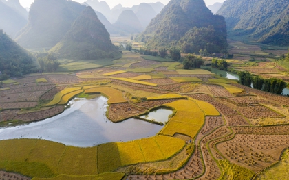 Mùa vàng đẹp nao lòng nơi biên cương Cao Bằng