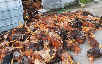 Hải Dương: Đàn gà 6.000 con bị sét đánh chết