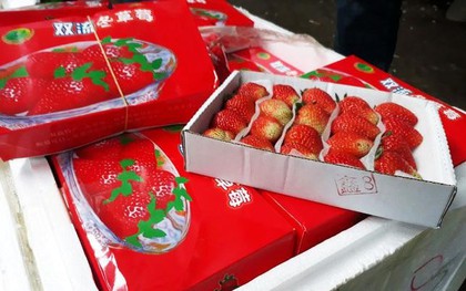 Phát hiện hơn 300 kg dâu tây "lạ" tuồn vào Đà Lạt