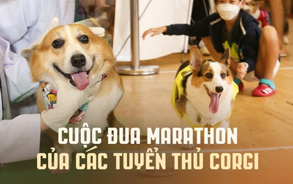 Lần đầu đi xem cuộc đua chó Corgi: “Tuyển thủ” tên Mèo giật chức vô địch ngoạn mục, nhiều chú cún phải bỏ cuộc giữa chừng