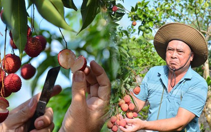 Cận cảnh vườn vải thiều không hạt ở Bắc Giang: Thơm ngọt, không bị sâu đầu, 100.000 đồng/kg vẫn không có để bán