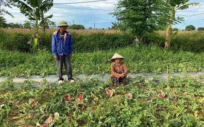 Vợ chồng lão nông bị phá hoại ruộng dưa hấu: Nếu mình không tha thì bố mẹ những đứa trẻ mới là người tổn thương nhiều nhất