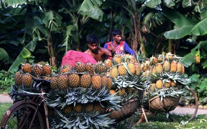 Mùa thu hoạch dứa nở rộ ở Bangladesh