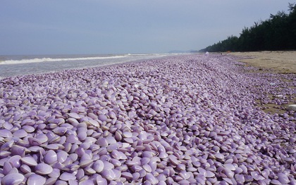 Nguyên nhân ban đầu khiến hàng tấn ngao chết trôi dạt vào bờ biển Thanh Hóa