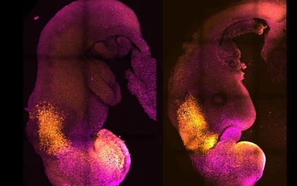 Tạo ra phôi chuột “tổng hợp” đã phát triển não bộ, dây thần kinh và mô tim đập
