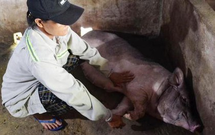 Quảng Ngãi: Lợn chết hàng loạt sau khi tiêm vắc-xin