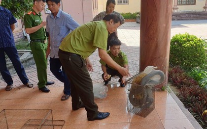 Đi thăm vườn, người đàn ông bắt được rắn hổ chúa dài hơn 3m