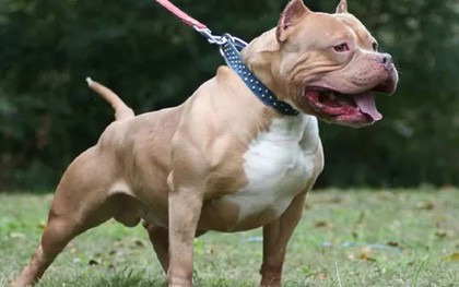 Nữ chủ nhà bị chó Pitbull cắn tử vong sau 2 ngày điều trị