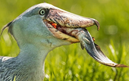 Loài chim hung tợn nhất thế giới: Là thiên địch của cá sấu, sở hữu bộ mặt "khó ở" đủ biết phải tránh xa