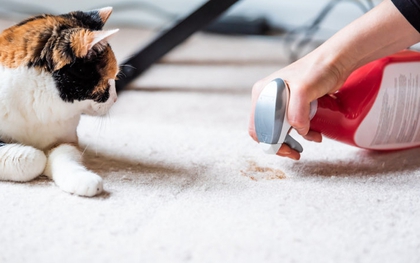 Làm thế nào để giữ nhà luôn sạch sẽ khi nuôi mèo?