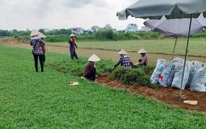 Trồng loại cỏ lạ ven đê, thu hàng trăm triệu đồng mỗi năm