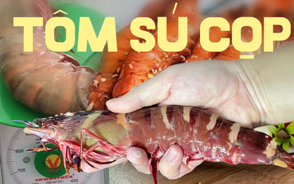 Đắt hơn cả tôm hùm, loại tôm này có giá gần 2 triệu/kg, khách đặt hàng cả tháng mới mua được