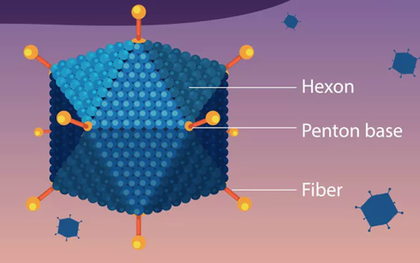 Bệnh do virus Adeno từng bùng phát thành dịch tại Việt Nam