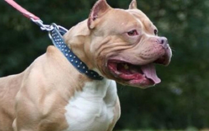 Hàng loạt vụ chó pitbull tấn công, cắn chết người kinh hoàng