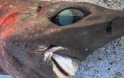 Bộ dạng kỳ quái của 1 con cá mập ở Úc