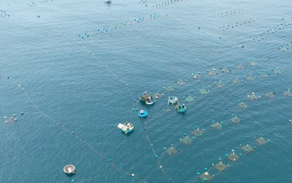 Phú Yên ban hành lệnh cấm biển, ngư dân nuôi tôm hùm khẩn trương "chạy" bão
