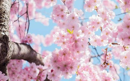 Truyền thuyết ngàn năm ẩn sau vẻ tinh khôi của hoa anh đào Nhật Bản