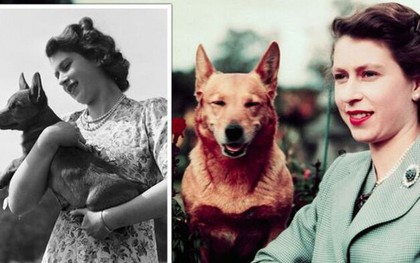 Bức thư đầy cảm động của Nữ vương gửi bác sĩ thú y chứng minh tình yêu vô bờ mà bà dành cho các chú cún