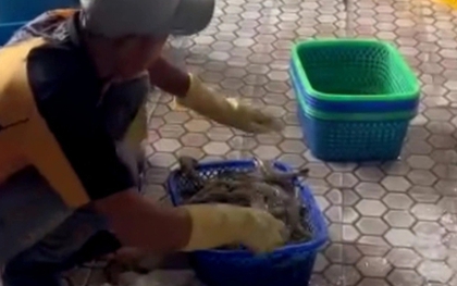 Bạc Liêu: Bắt quả tang một cơ sở cho công nhân bơm tạp chất vào tôm