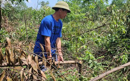 Công an vào cuộc điều tra vụ rừng keo 3000 cây của lão nông nghi bị chặt phá