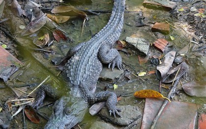 6 con cá sấu sổng chuồng ra công viên ở Kiên Giang