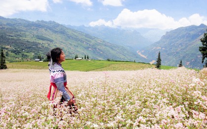 Hoa tam giác mạch phủ hồng "thảo nguyên Thụy Sĩ giữa lòng Hà Giang"