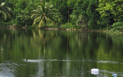 Vụ cá sấu sổng chuồng ở Kiên Giang: Đề xuất thanh lý cả đàn