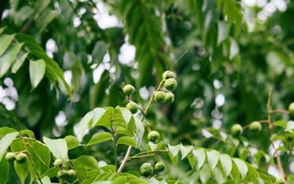 Có nên trồng cây sấu trước nhà?