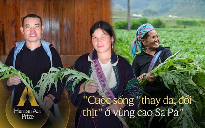 Về Sa Pa, nhìn người Mông đổi đời nhờ cây Atiso: ''Chúng tôi xây được nhà, mua được xe, bữa cơm nào cũng có thịt''