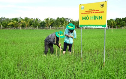 Doanh nghiệp phân bón khuyến cáo nông dân bón ít hơn và câu chuyện phát triển nông nghiệp bền vững vùng Đồng bằng Sông Cửu Long