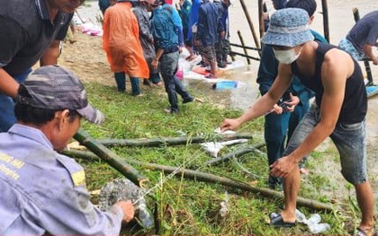 Dân vùng "rốn lũ" Quảng Nam đóng cọc tre,  nhồi bao cát "vá" bờ sông sạt lở
