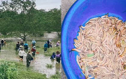 Huy động gia đình lội nước ngày lạnh, bắt "lộc trời" thu về cả triệu đồng/ngày