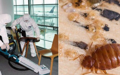 Hàn Quốc giữa "đại dịch rệp hút máu": Công ty diệt rệp 300 địa điểm/tháng, có nơi phát hiện hàng trăm con rệp sống