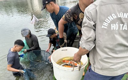 Hà Nội: Cận cảnh di chuyển toàn bộ 8 tấn cá koi khỏi hồ Đầm Đông