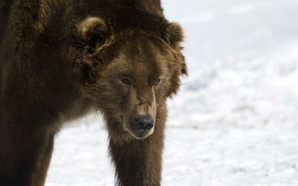 Vì sao gấu không thể ngủ đông, lang thang khắp Siberia?